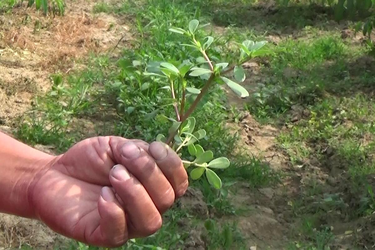 天下水果奶奶，免费资料背后的甜蜜故事天下水果奶奶免费资料大全1