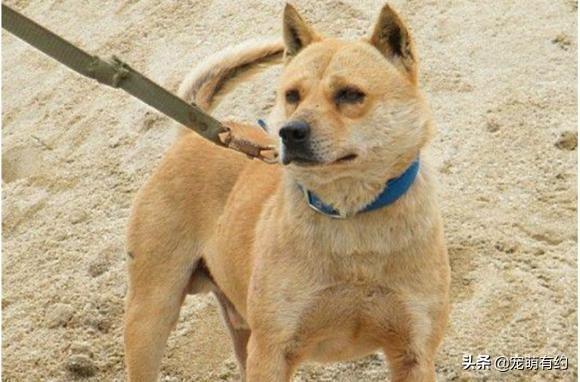 广西的狼论坛,探索地方文化与野性魅力的交汇广西狼统计论坛